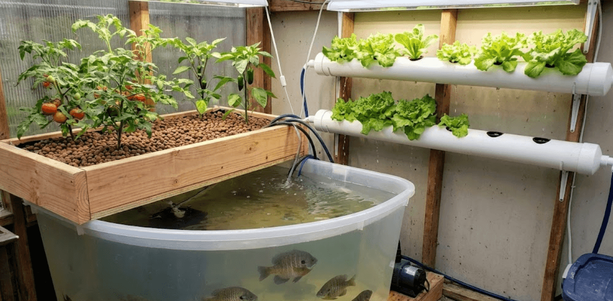 Soil-Free Cultivation: Hydroponics & Aquaponics